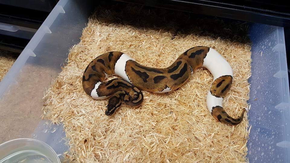 breeder picture