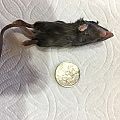 feeder mouse