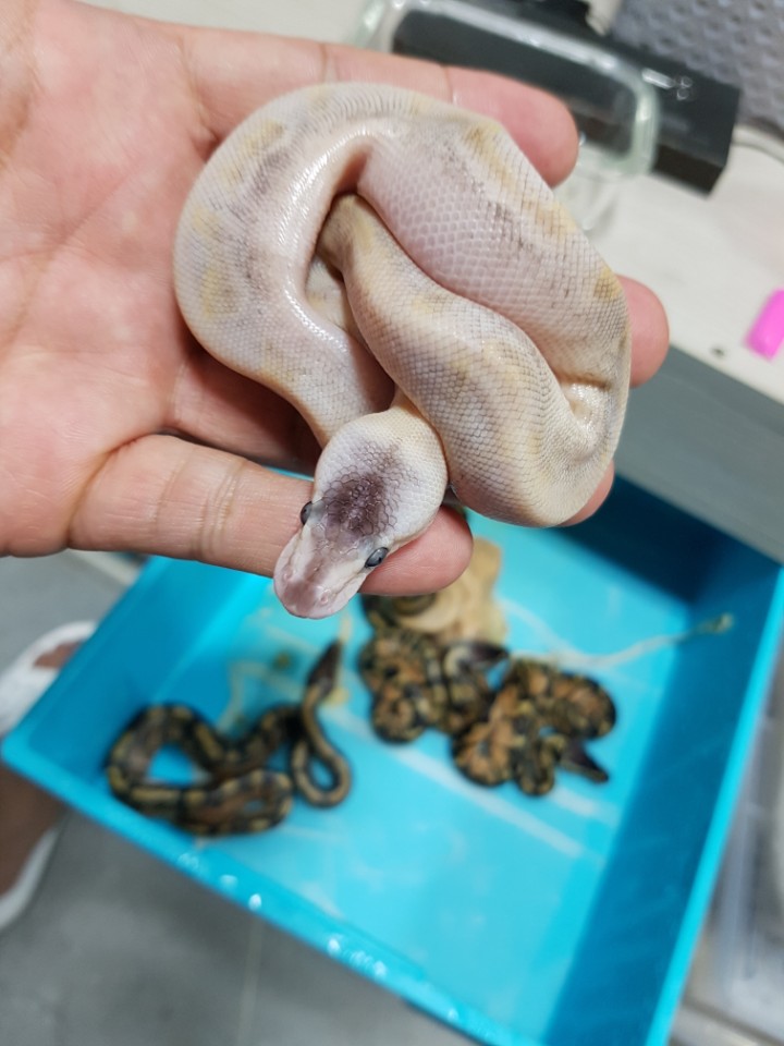 please tell me exact morph! Help me please~