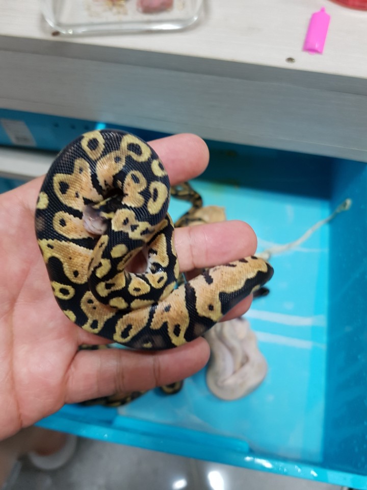 please tell me exact morph! Help me please~