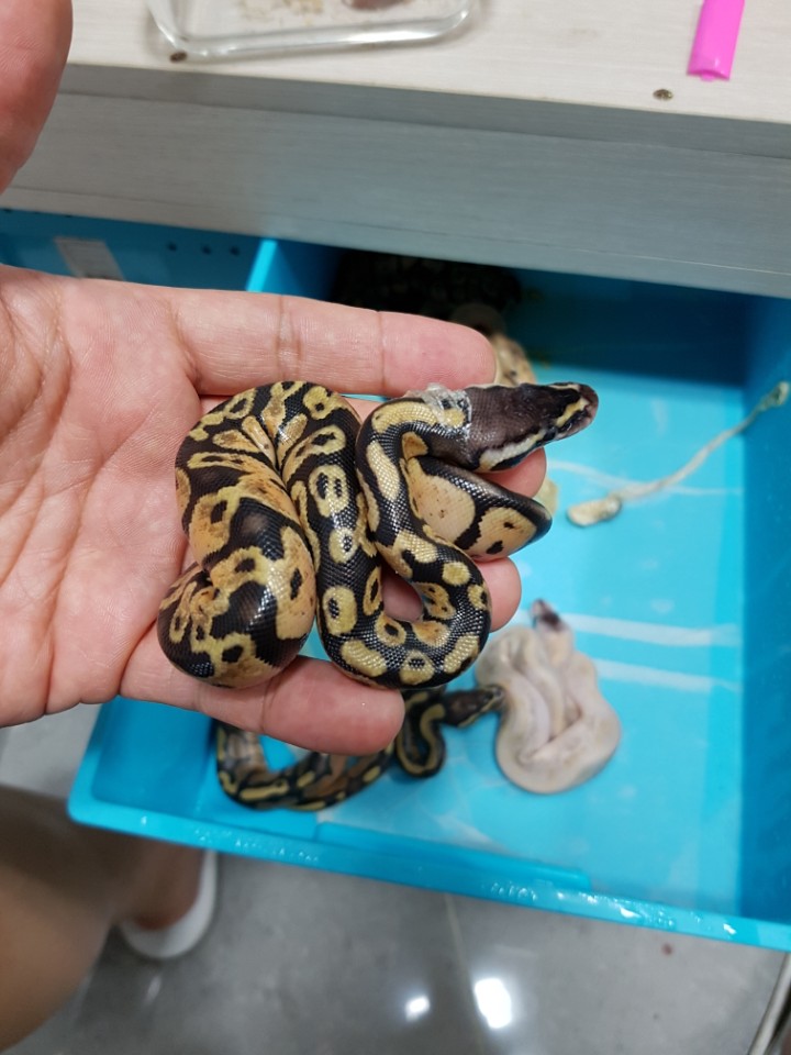 please tell me exact morph! Help me please~
