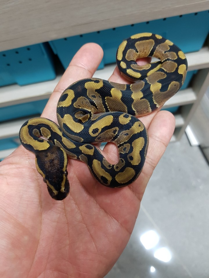 please tell me exact morph! Help me please~