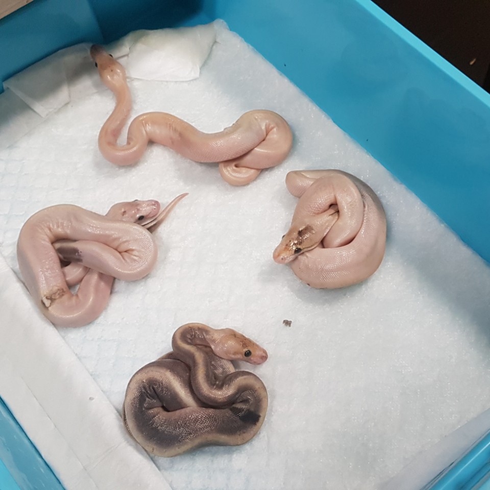 what is this morph?