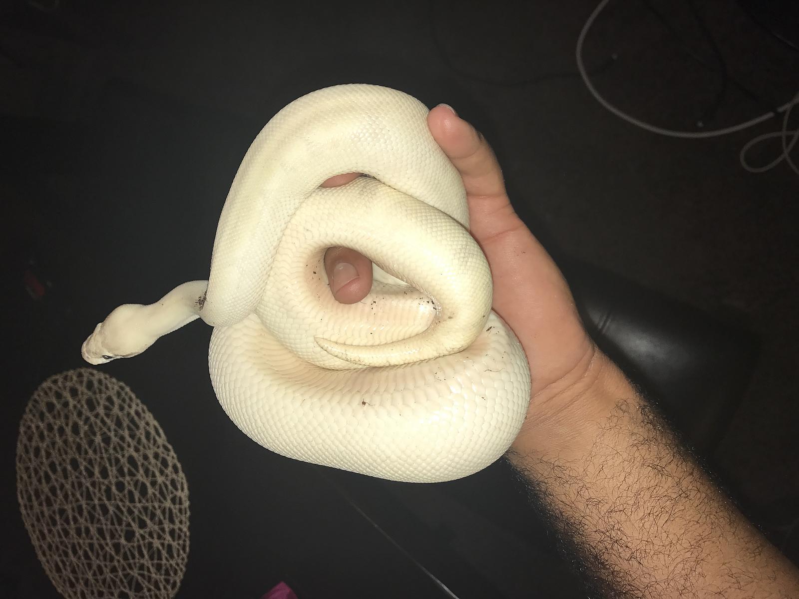 is this a pink belly or what