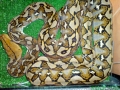 Python reticulatus Sulawesi