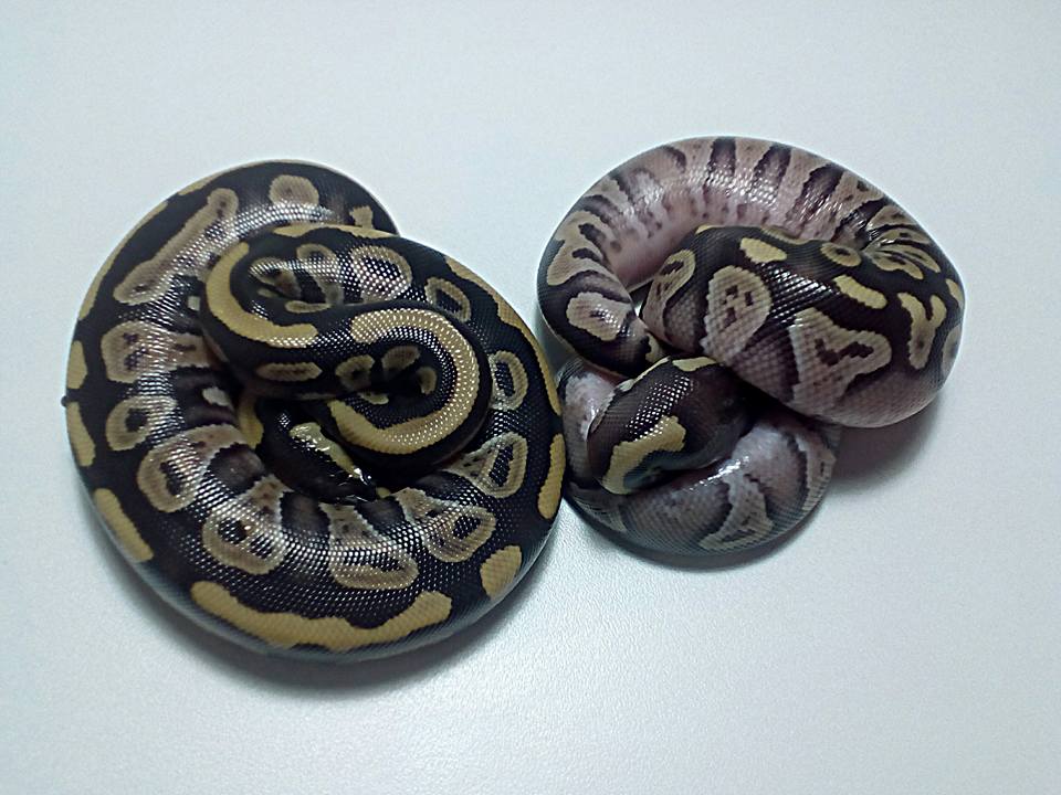 Phantom &amp; phantom pastel?