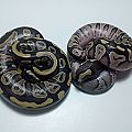 Phantom &amp; phantom pastel?