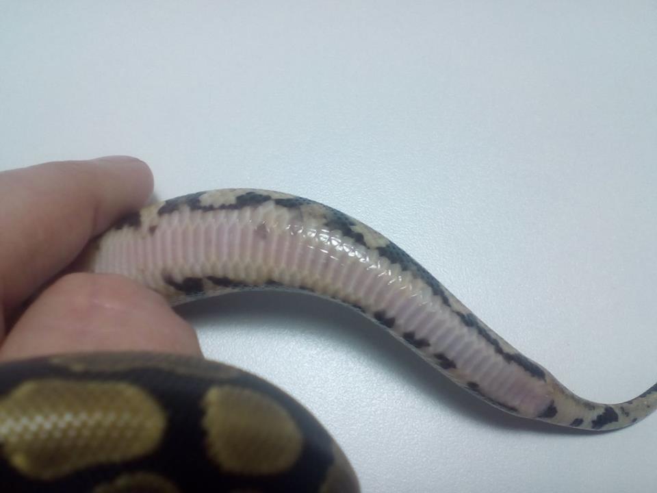 Do normals have yellow patches on their bellies?