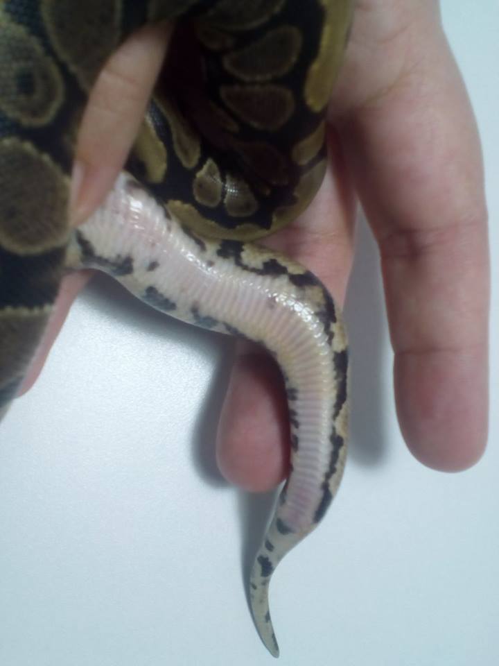 Do normals have yellow patches on their bellies?