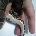 Do normals have yellow patches on their bellies?
