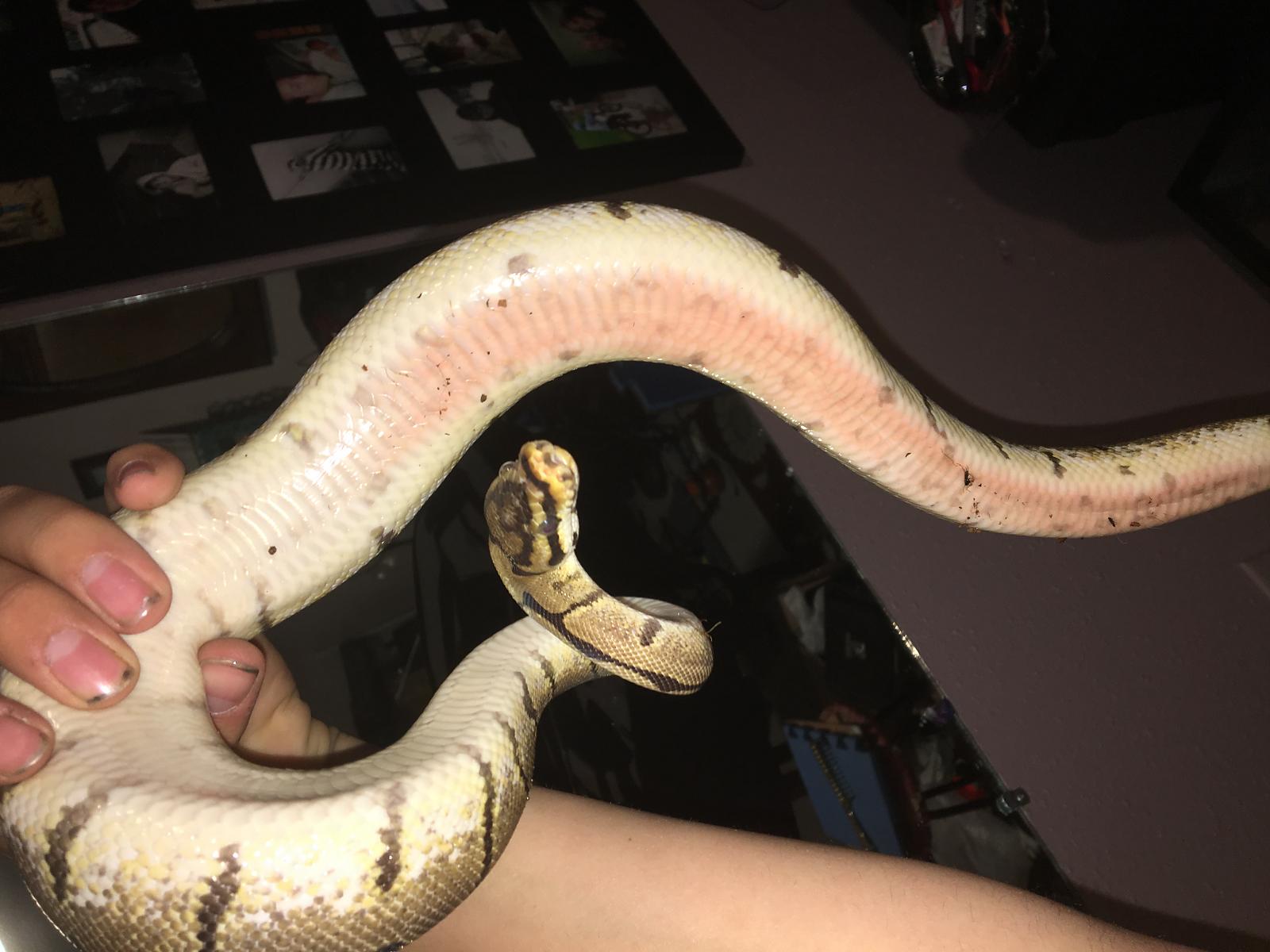 ball python possible belly burn