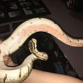 ball python possible belly burn