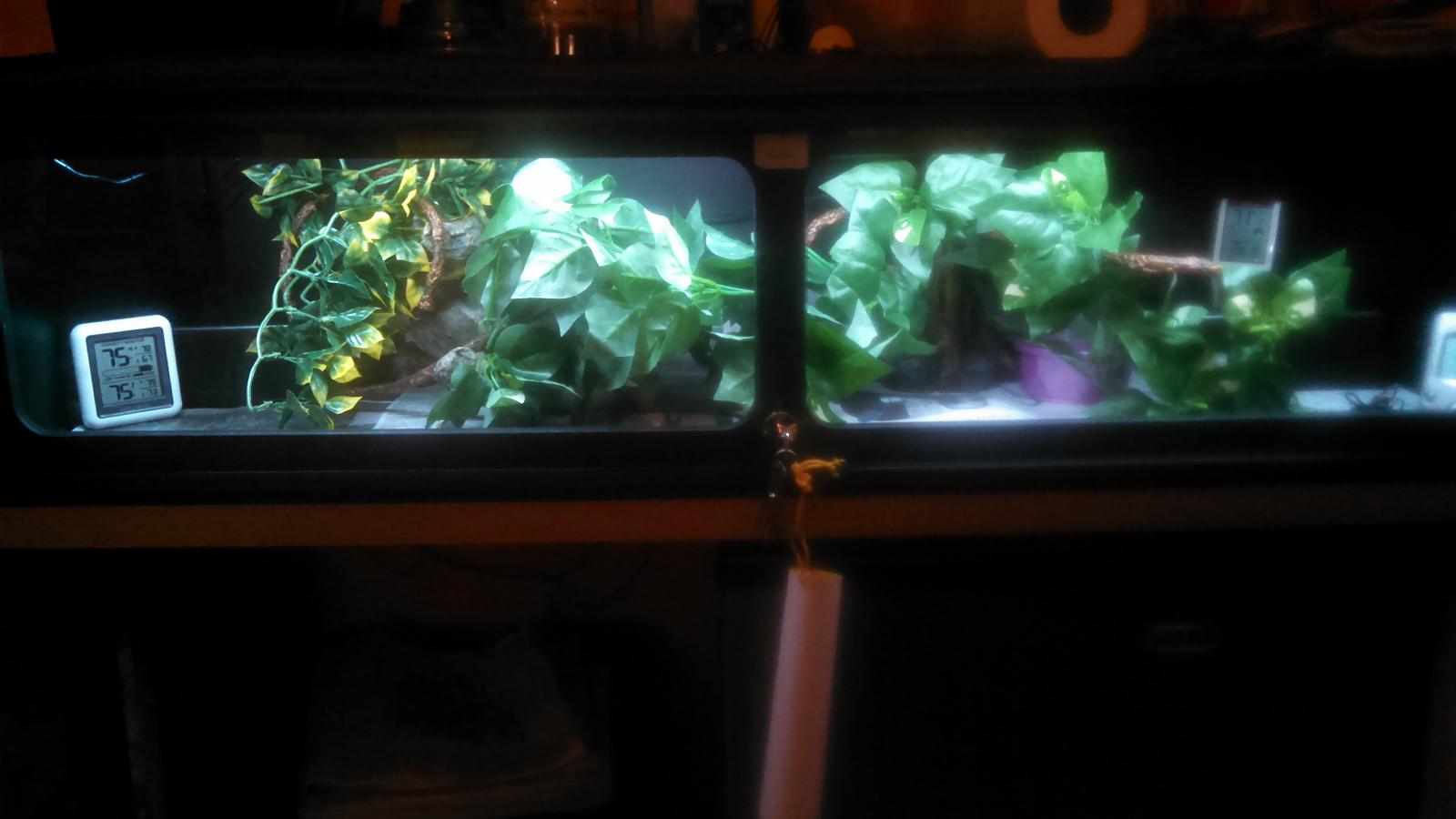 Foliage added to cage