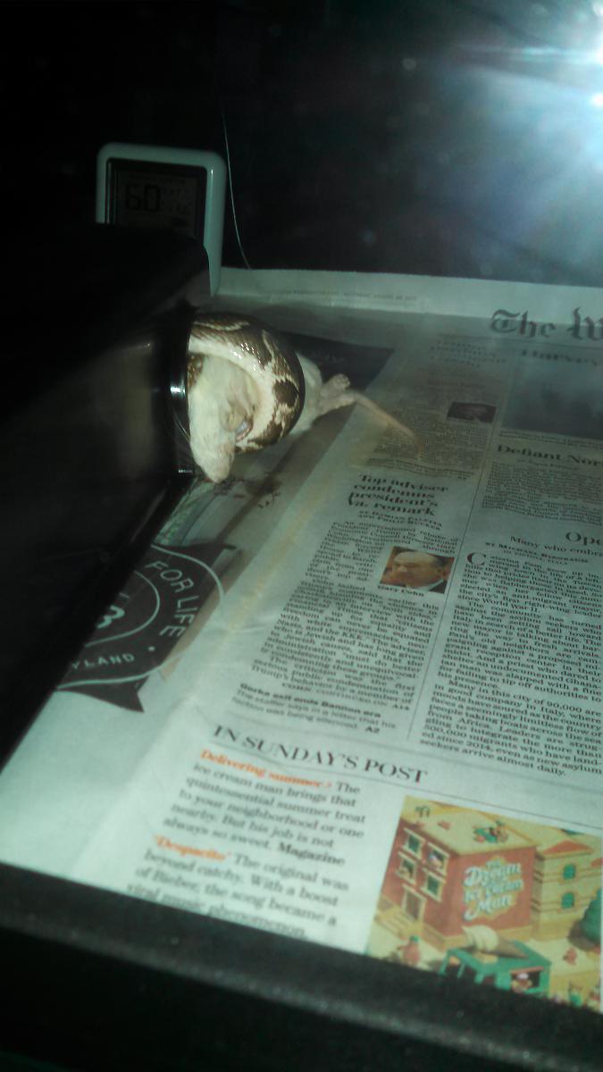 Roll First Feed!