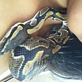 Blake