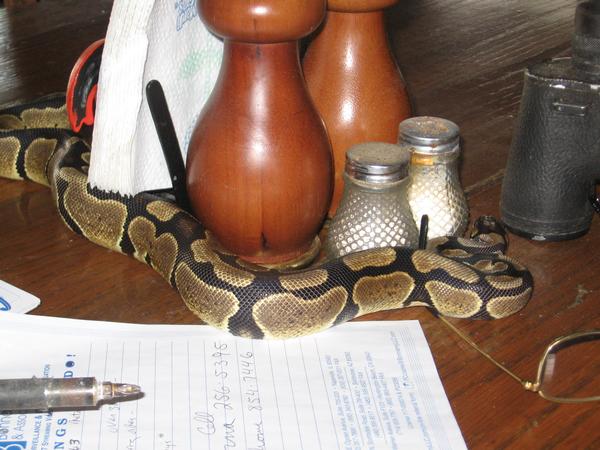 kiwi the trouble maker