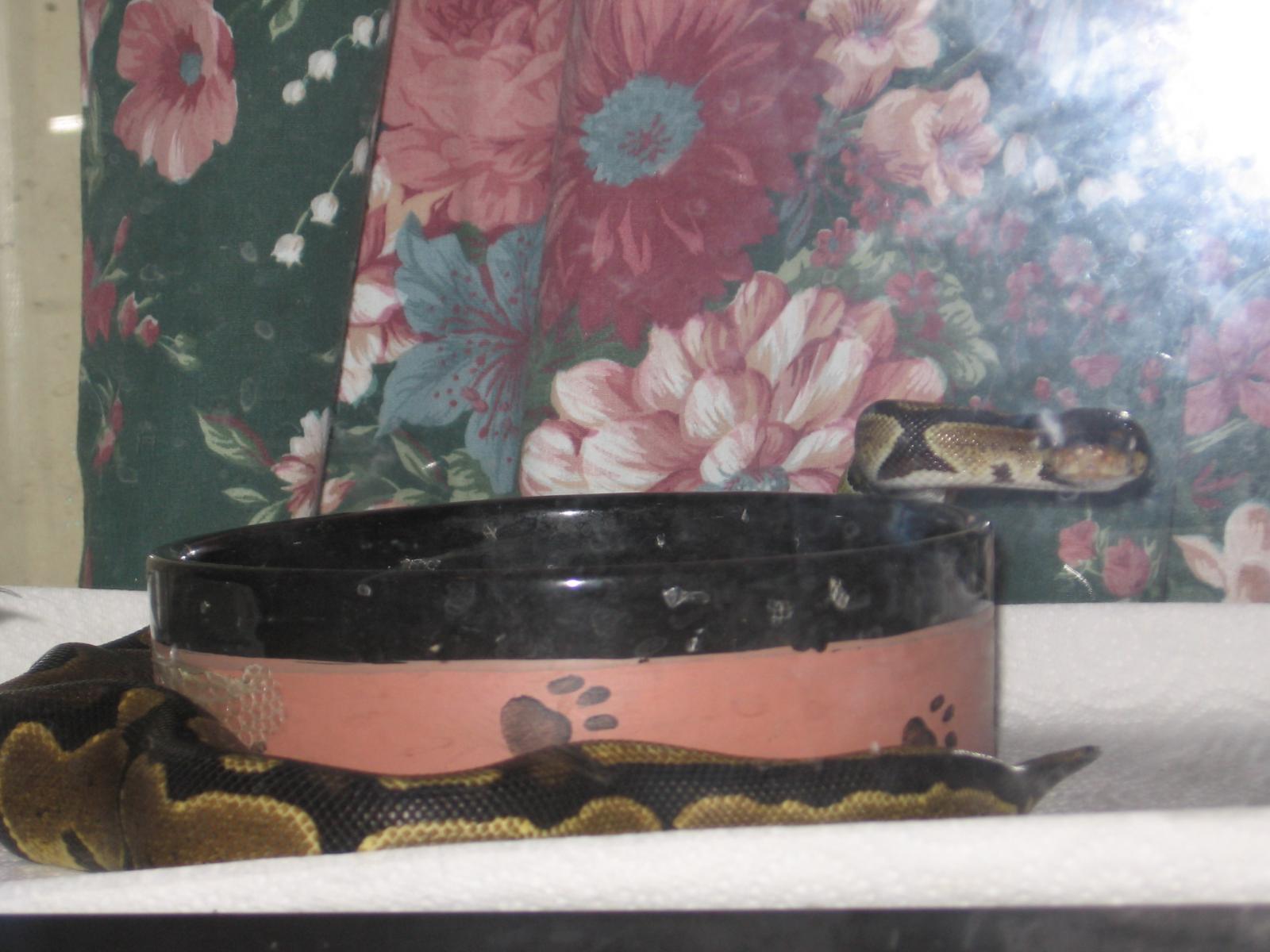 kiwi's water dish