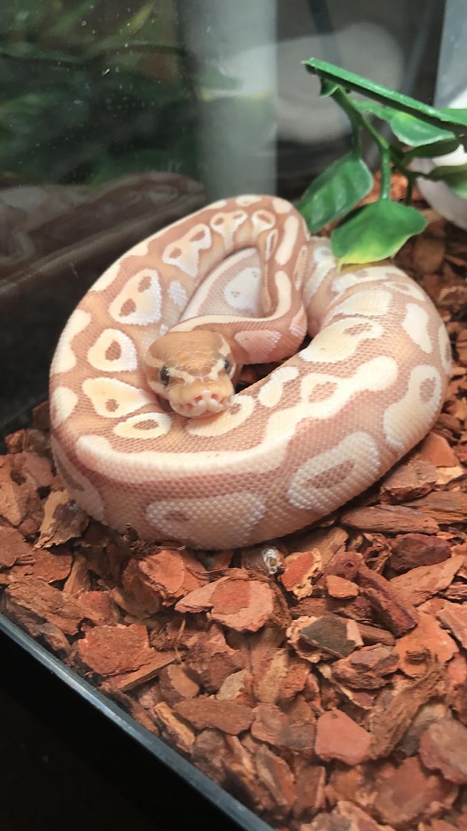 Little Noodle