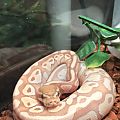 Little Noodle