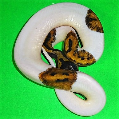 Iris
