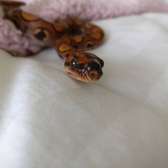 Mittens the Snake