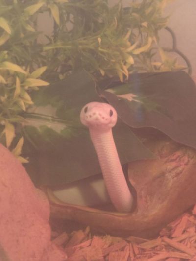 Sir Taylor Hiss