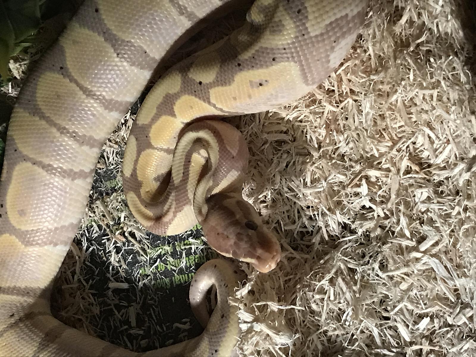 Koro the Banana Ball