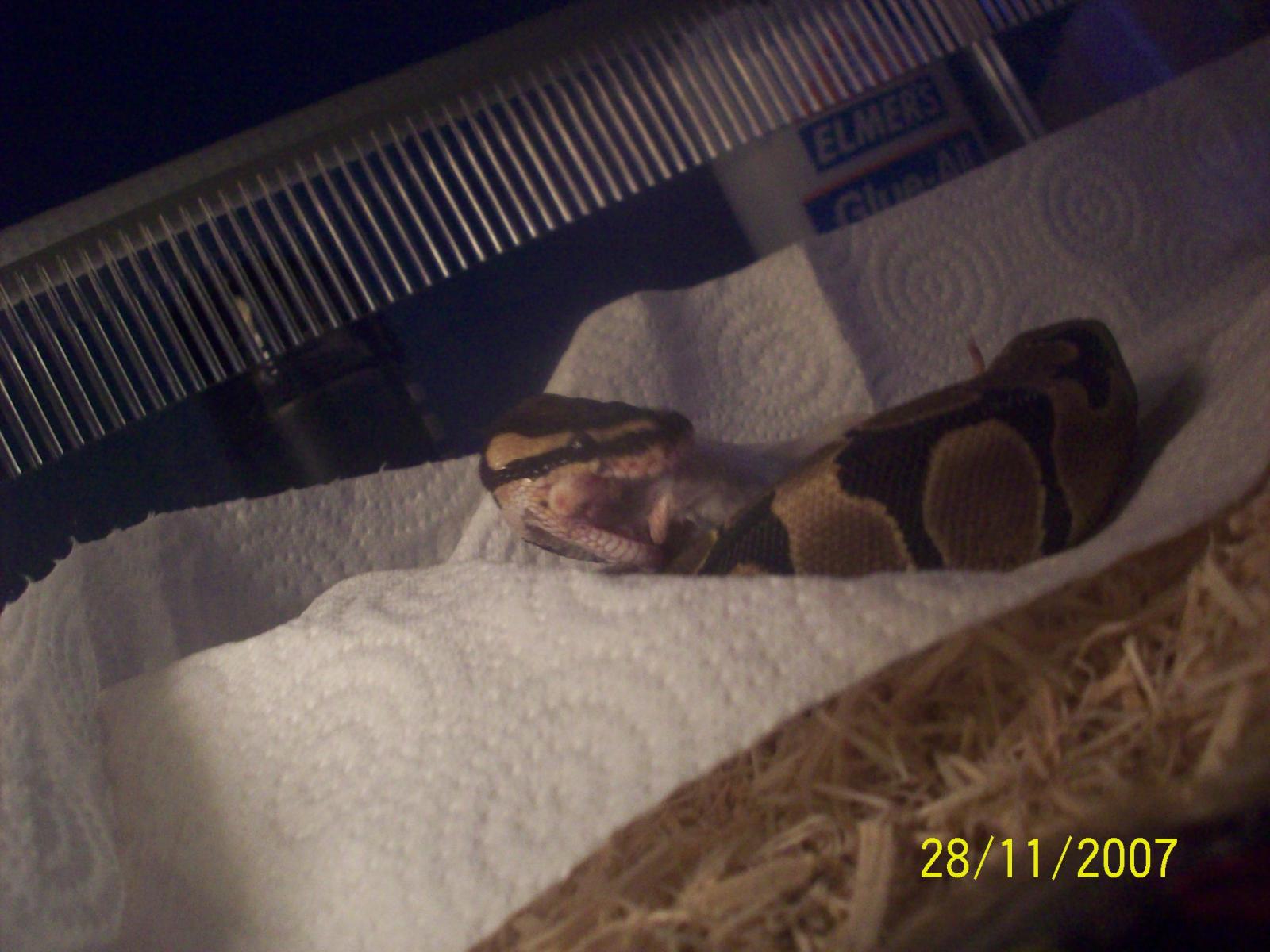 shadow eating 2