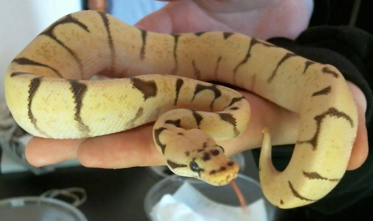 Enchi firebee male