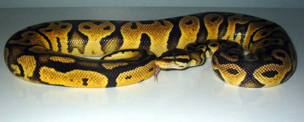 Pastel