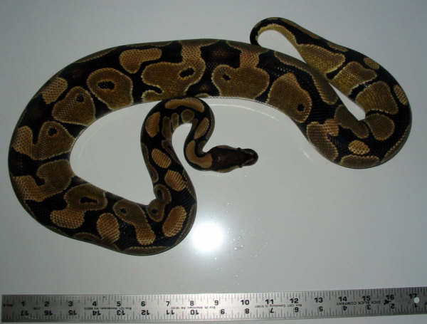 Normal Female