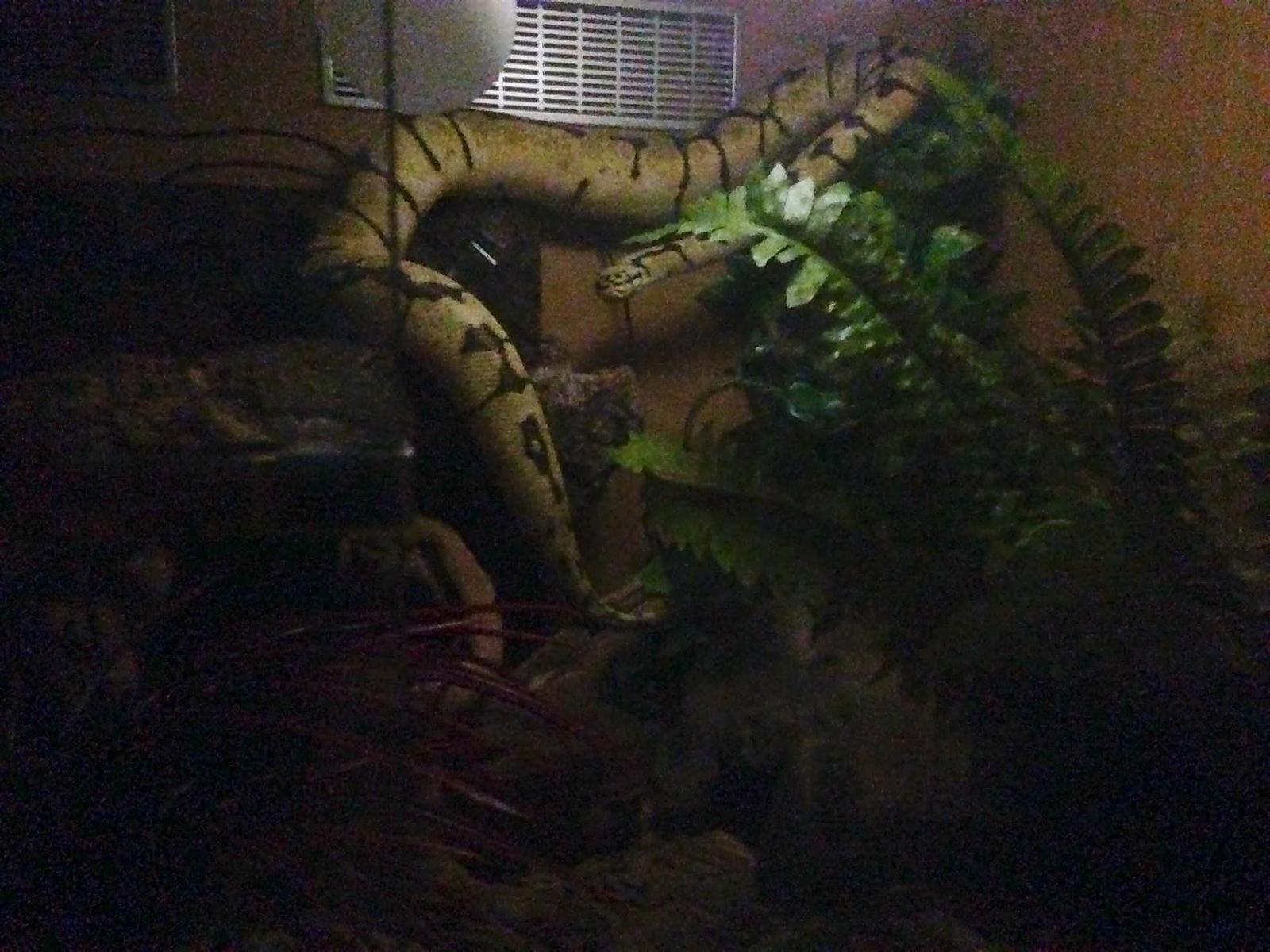 Climbing Bumblebee Ball Python