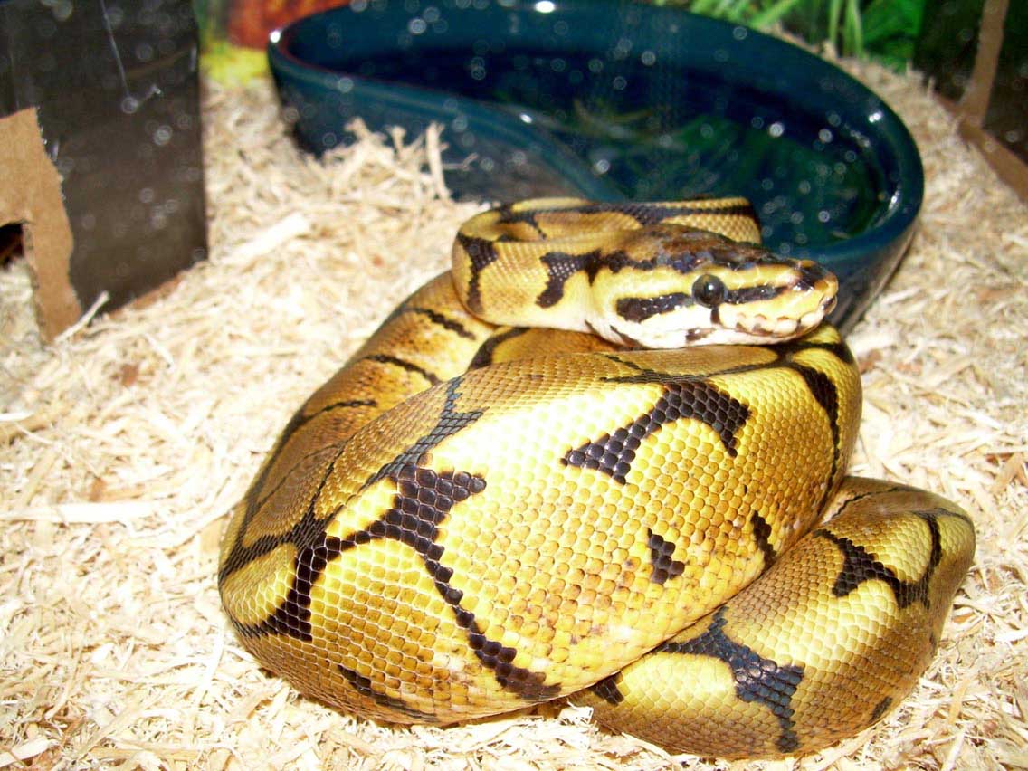 New Spider Kingsley