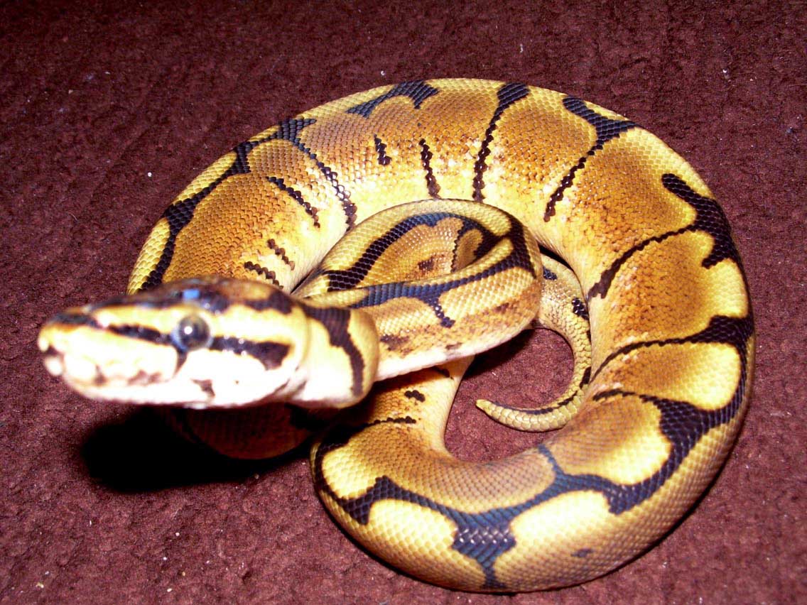 New Spider Kingsley