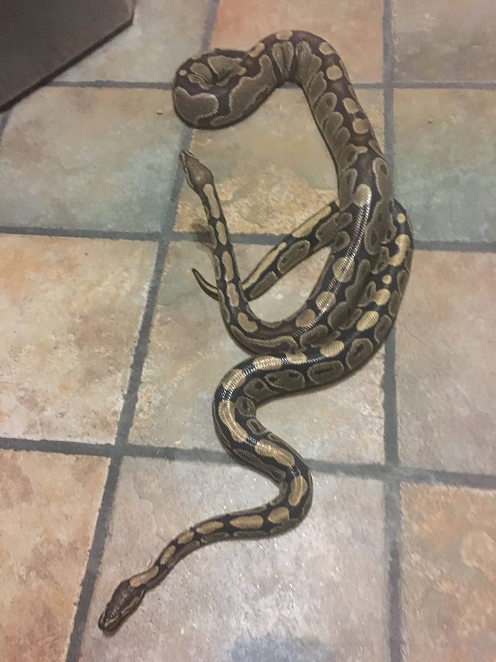 Snakes.
