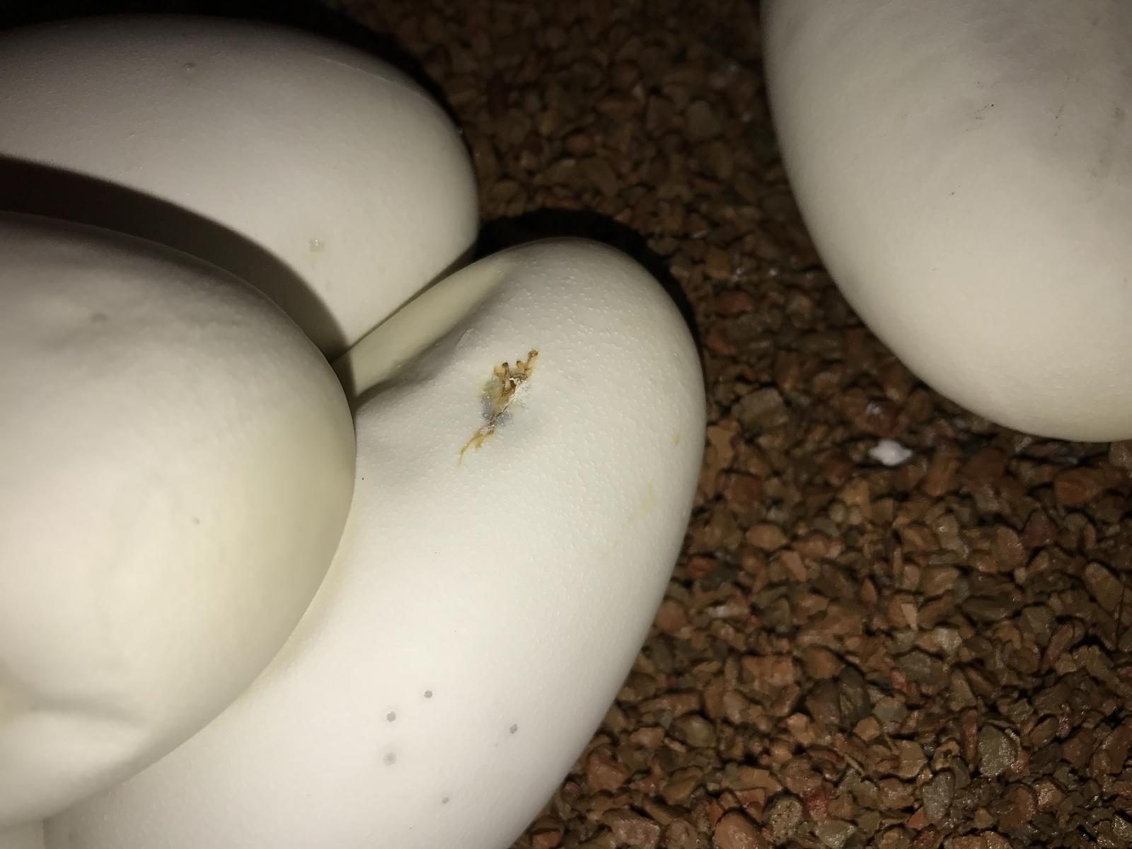 Snake eggs