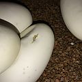 Snake eggs