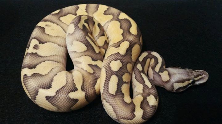 What am I ?