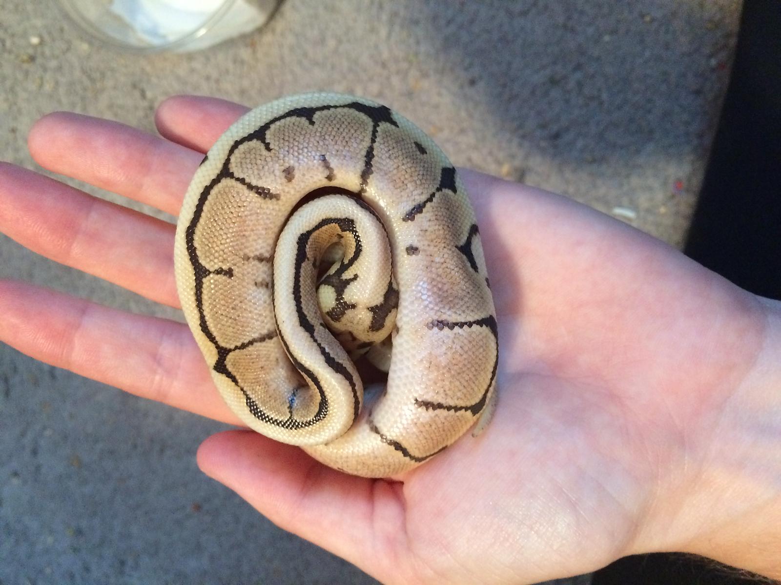 Baby Snake
