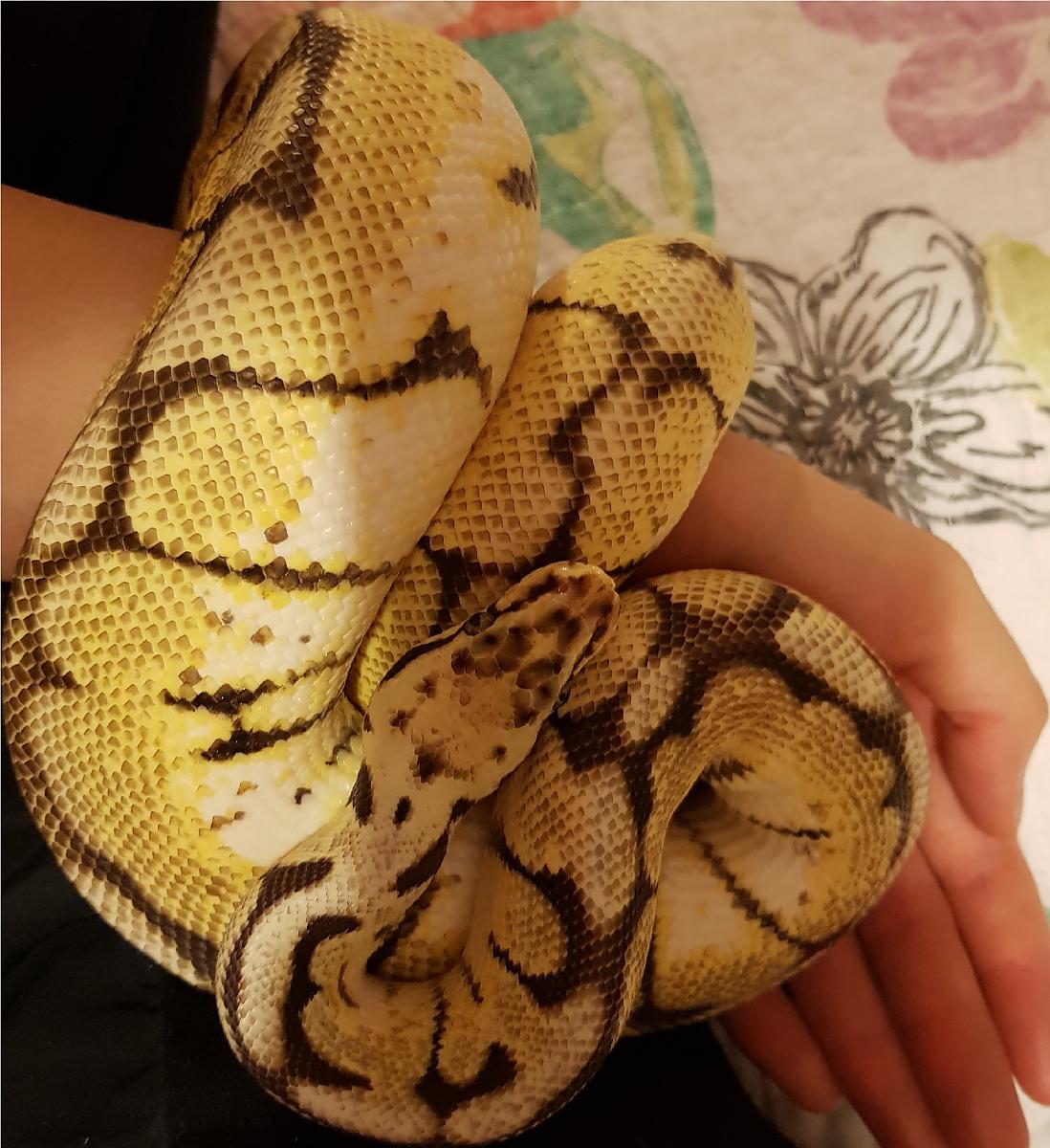 Pandora