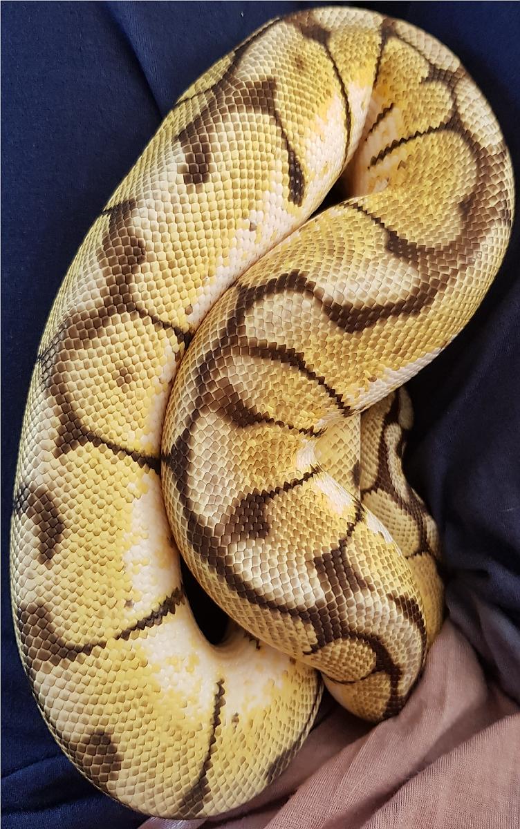 Pandora