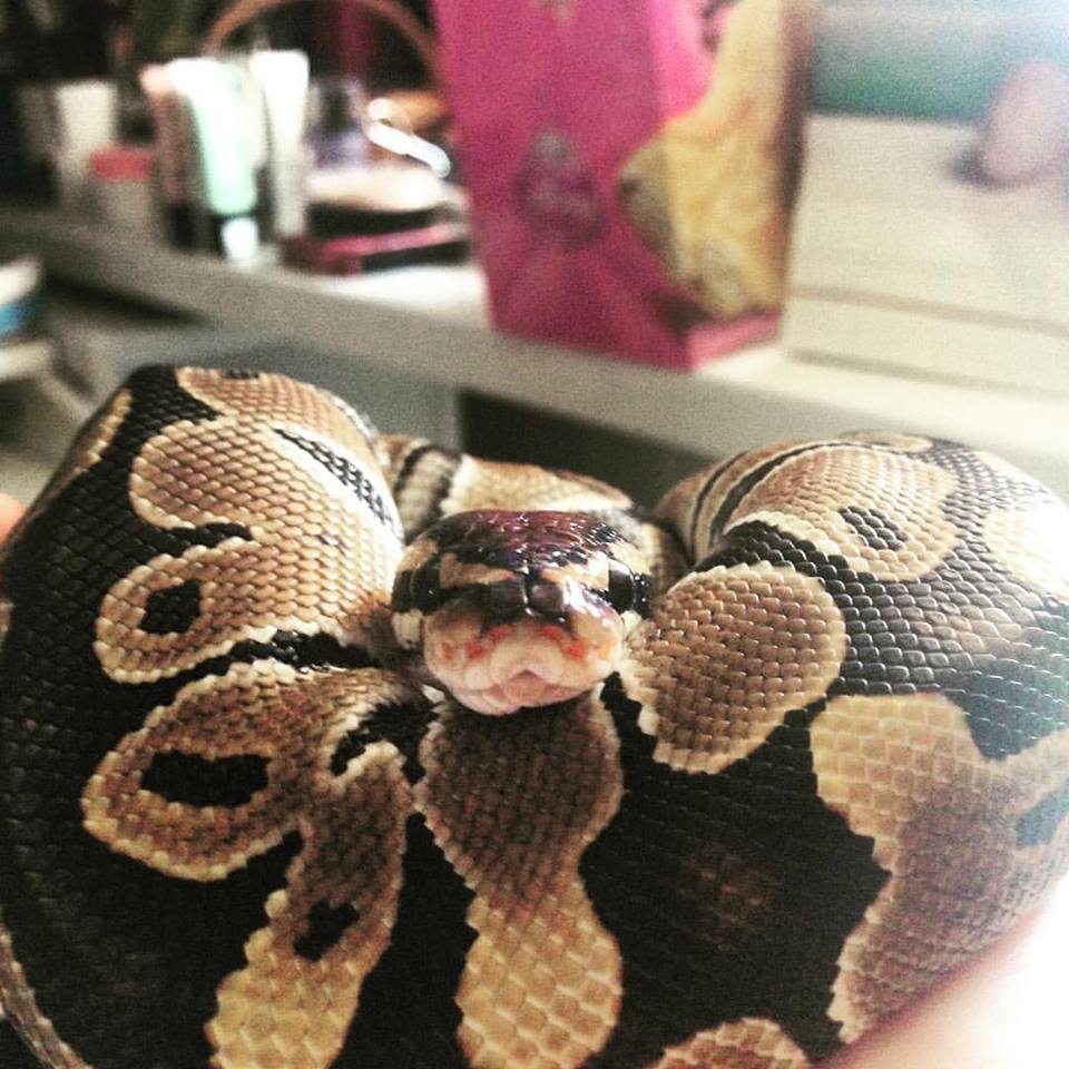 Mazikeen