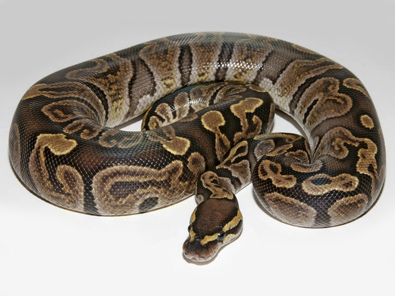 Ghi Ball Pythons for Sale