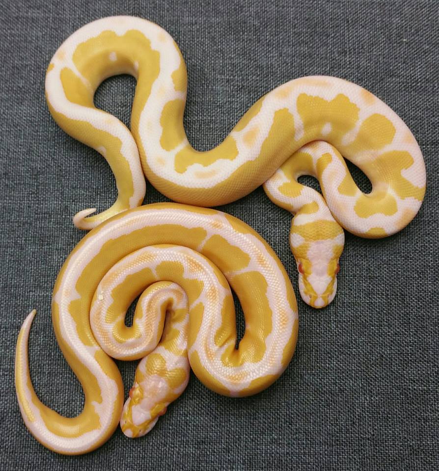 clown pythons cheap