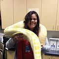 albino burmese python marione