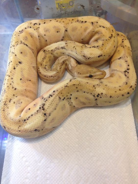 banana spider ball python