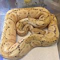 banana spider ball python