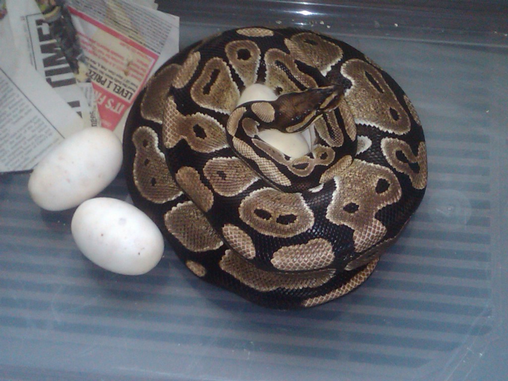 het axa on eggs