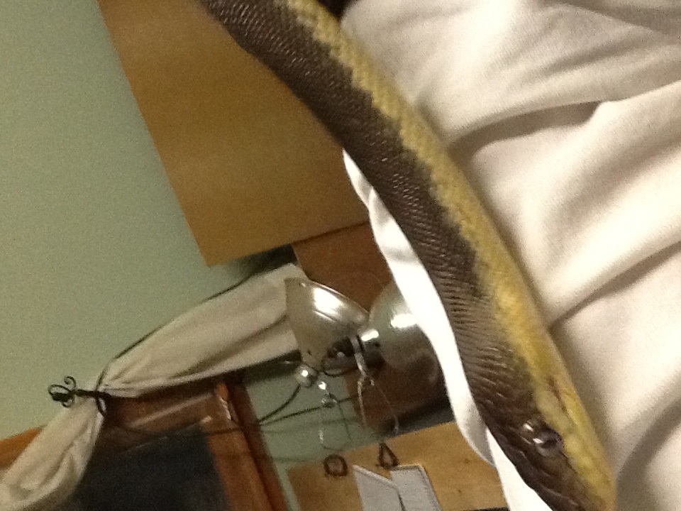 Macklotts python 2