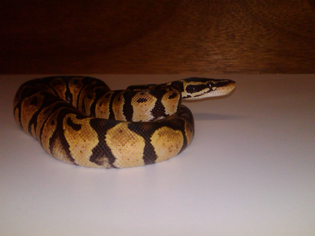 09 Male Pastel 09-03